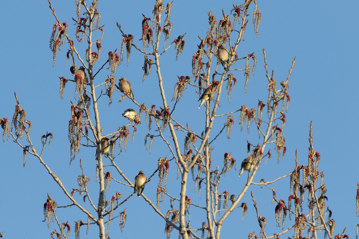 Cedar Waxwing - ML617986379