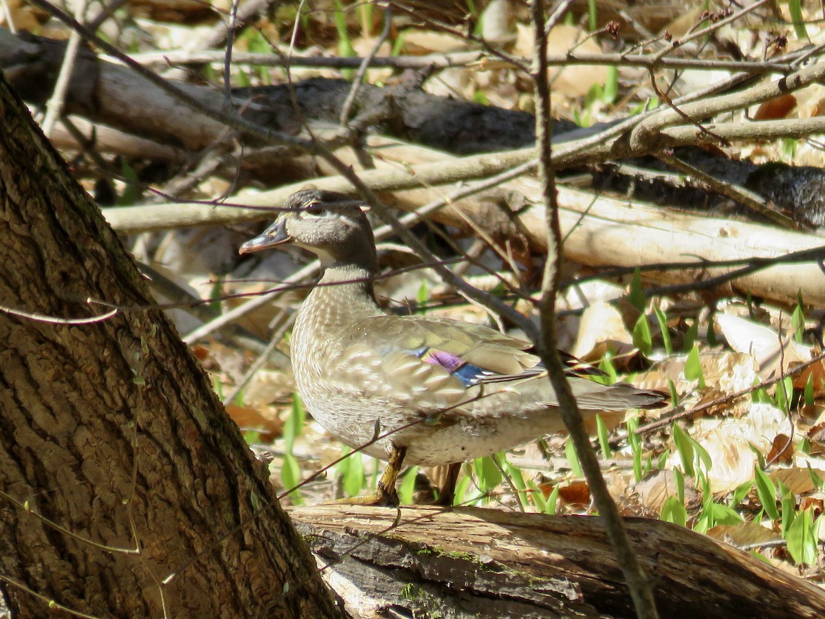 Wood Duck - ML617986408