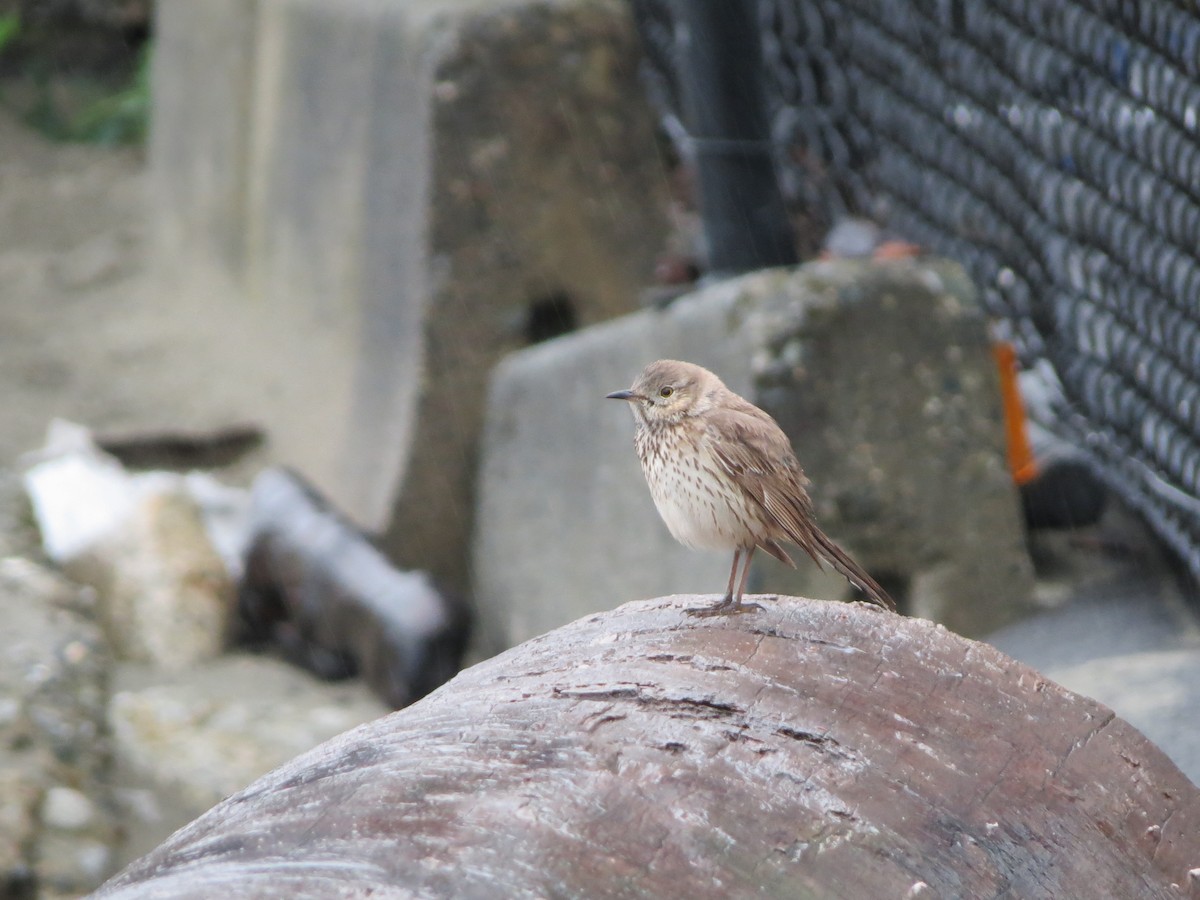 Sage Thrasher - Philip Wright