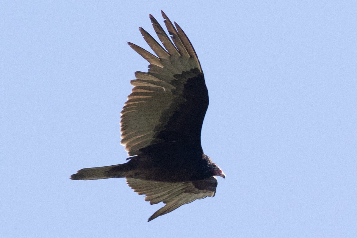 Turkey Vulture - ML617986440
