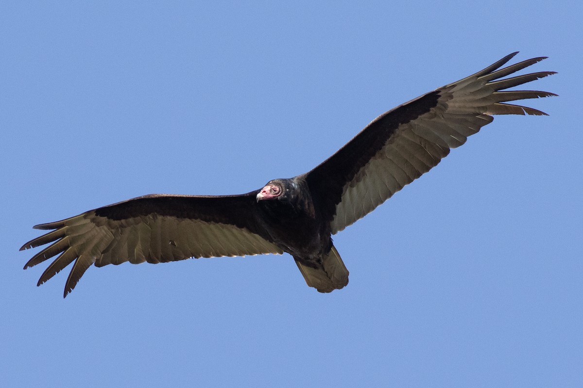 Turkey Vulture - ML617986441