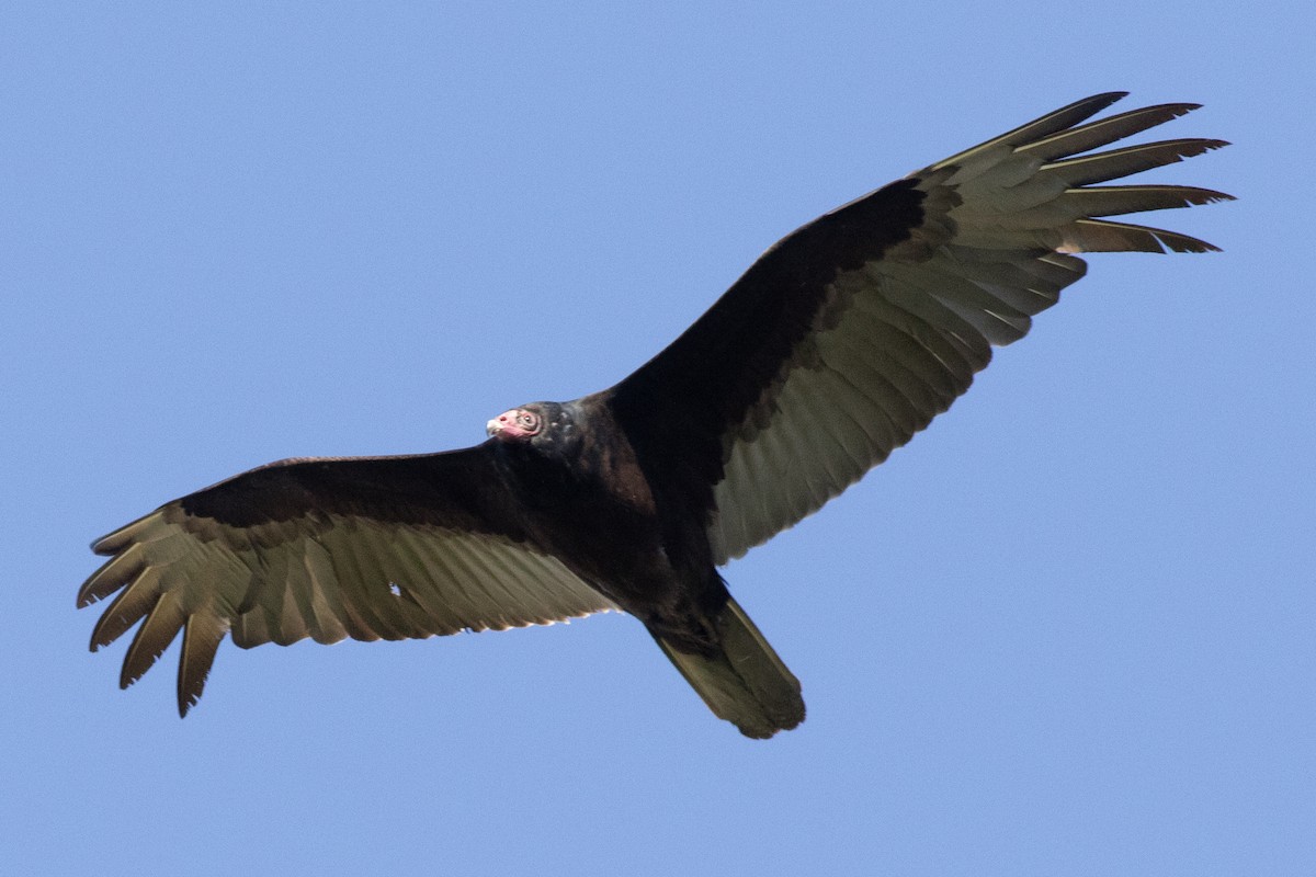 Turkey Vulture - ML617986442