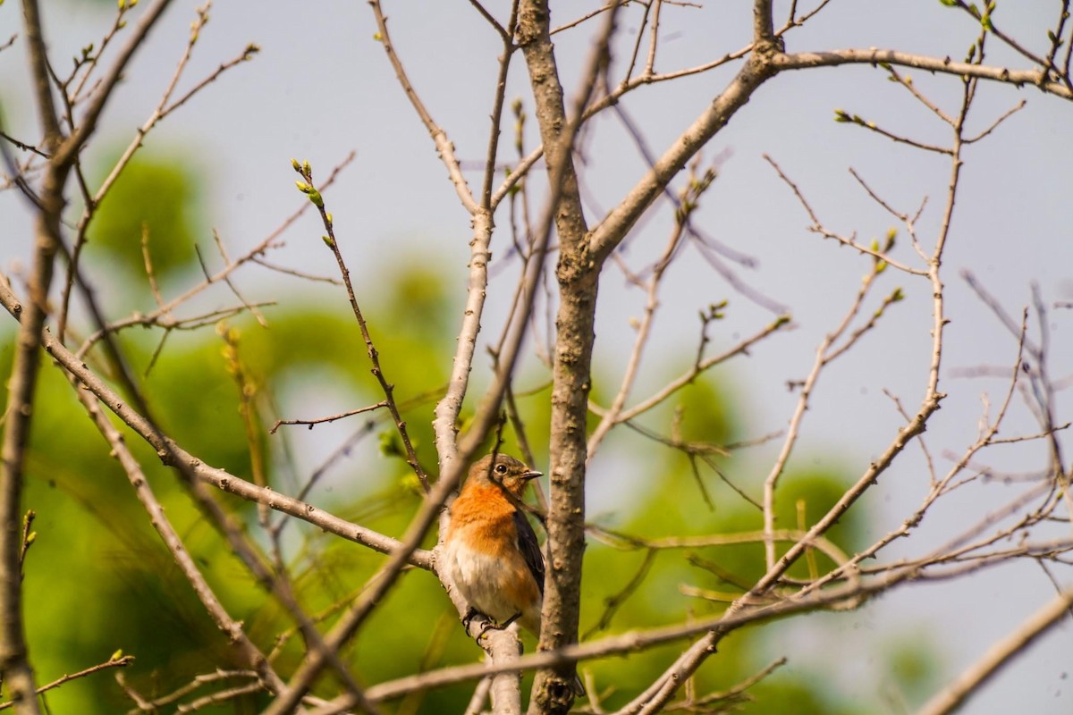 Eastern Bluebird - ML617986443