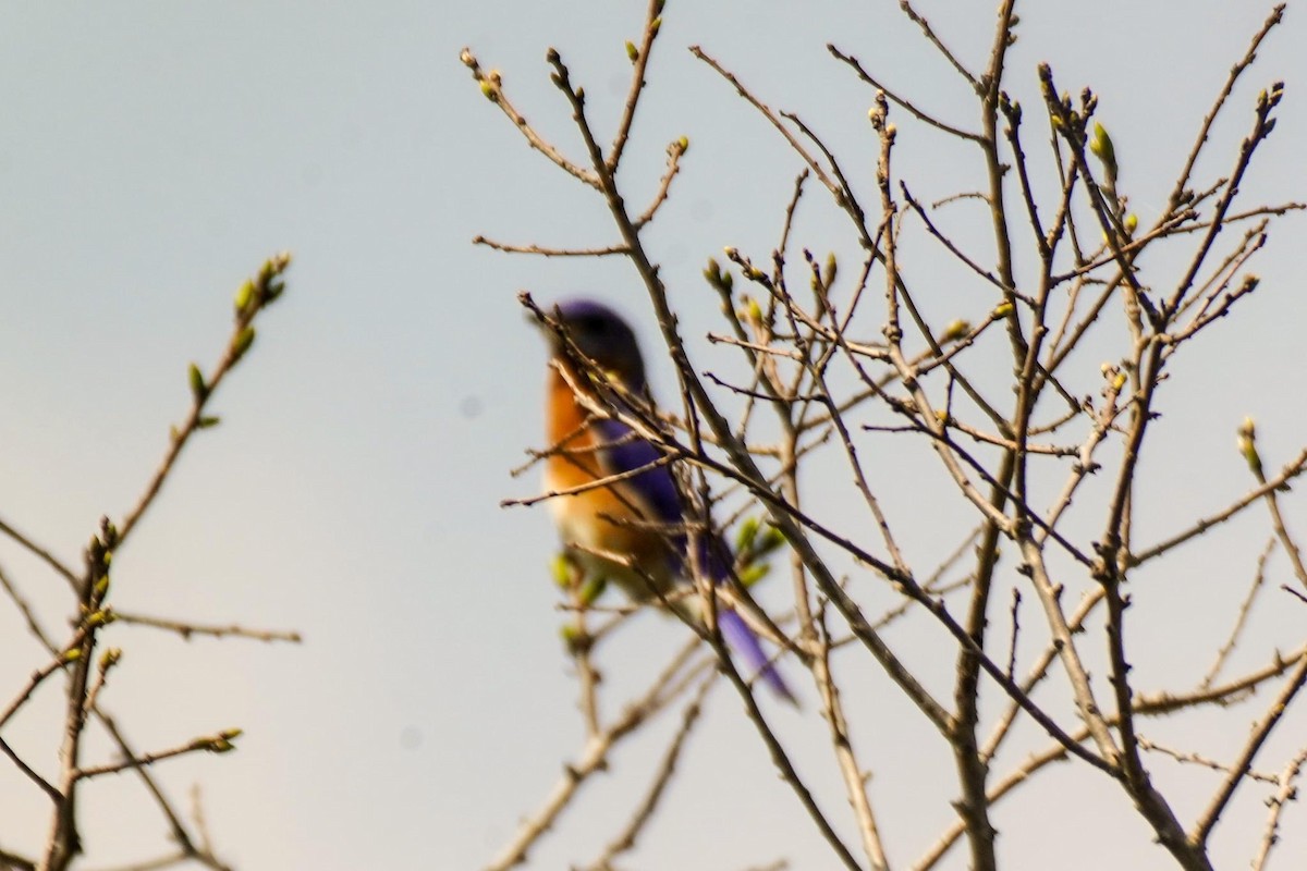 Eastern Bluebird - ML617986444