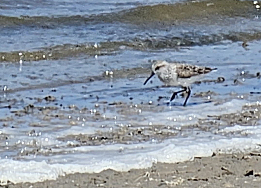 Western Sandpiper - ML617986469