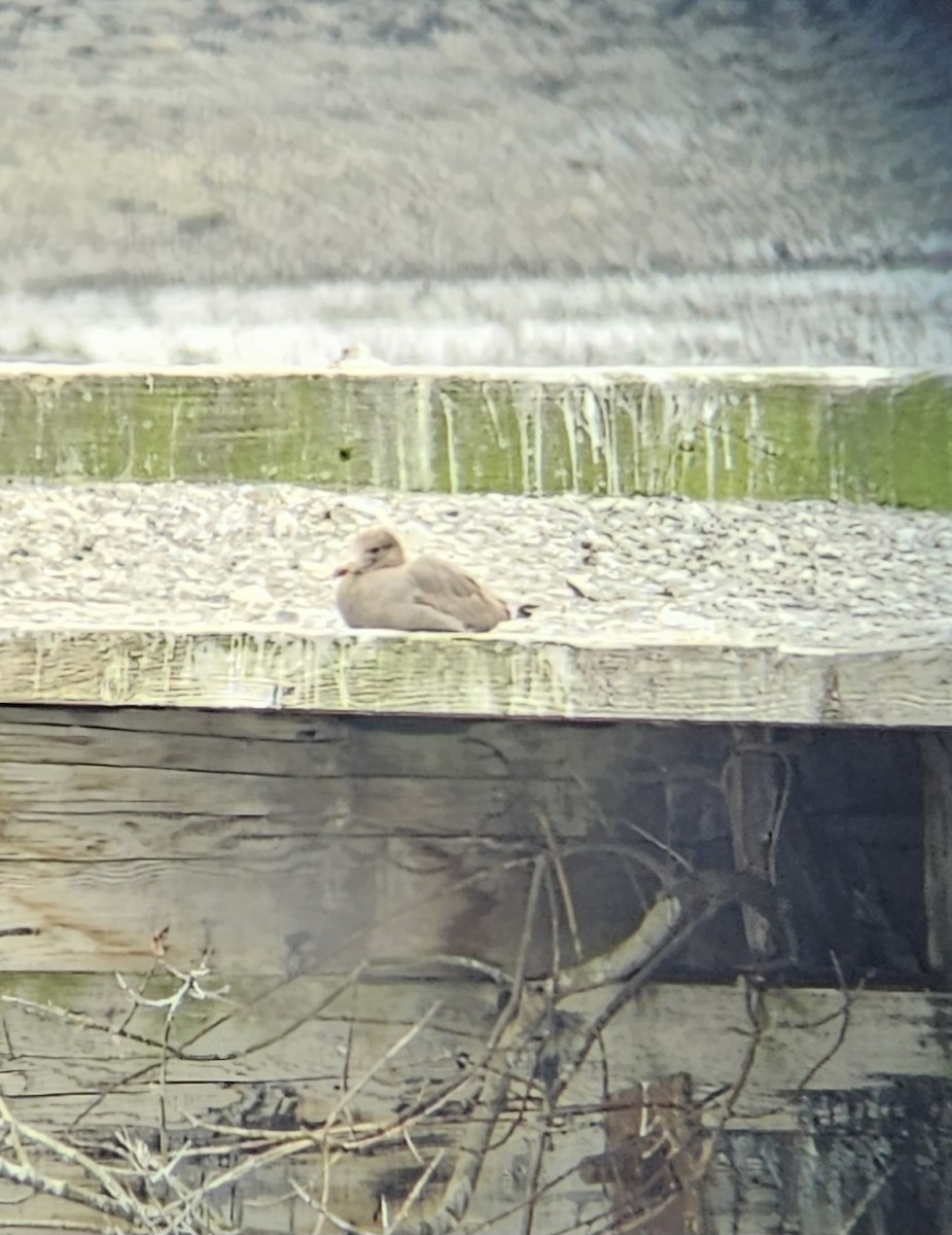 Heermann's Gull - ML617986478