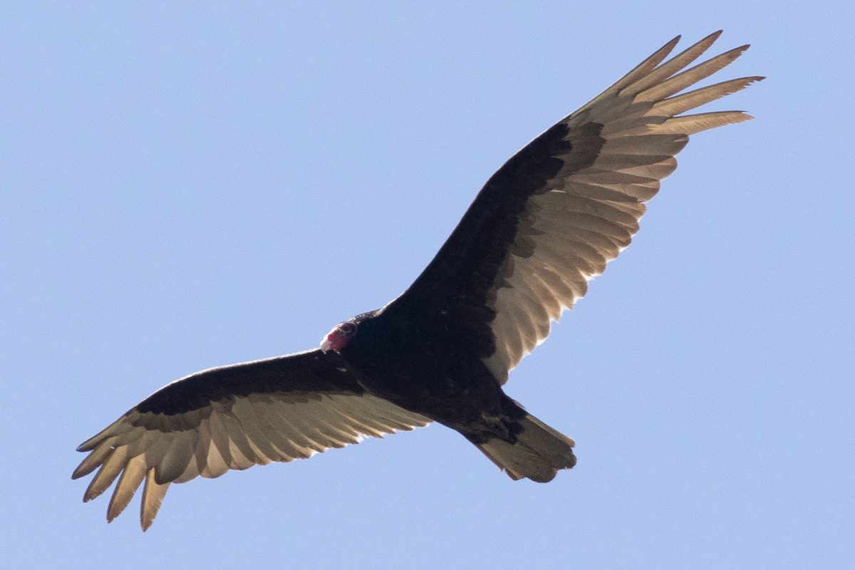 Turkey Vulture - ML617986493