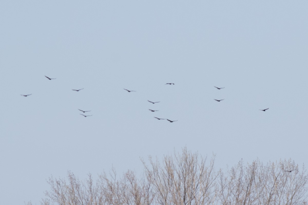 Turkey Vulture - ML617986503