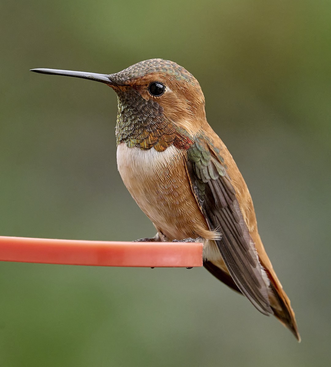 Rufous Hummingbird - ML617986511