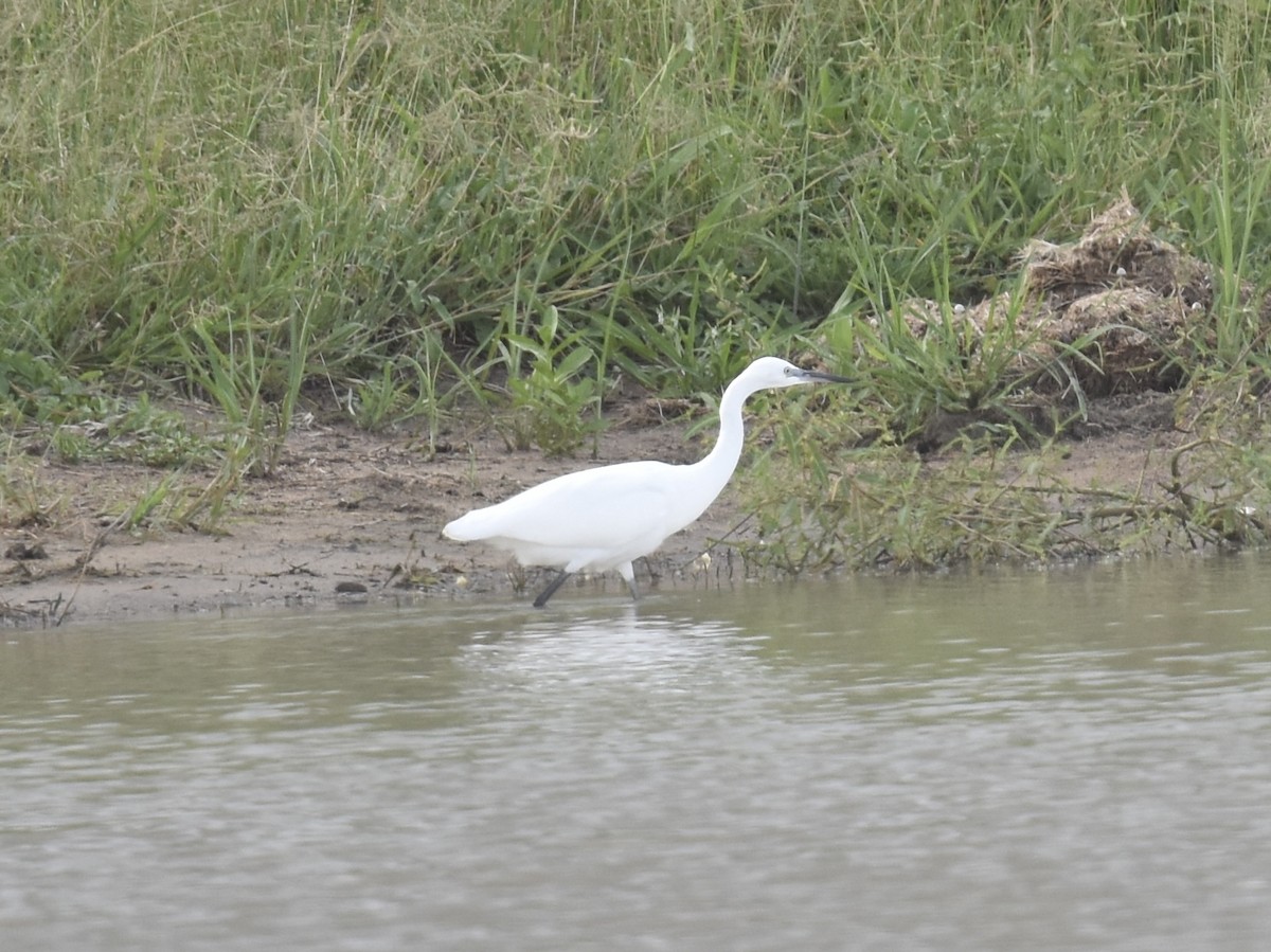 Little Egret - ML617986527