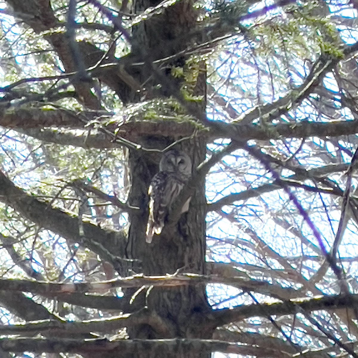 Barred Owl - ML617986572