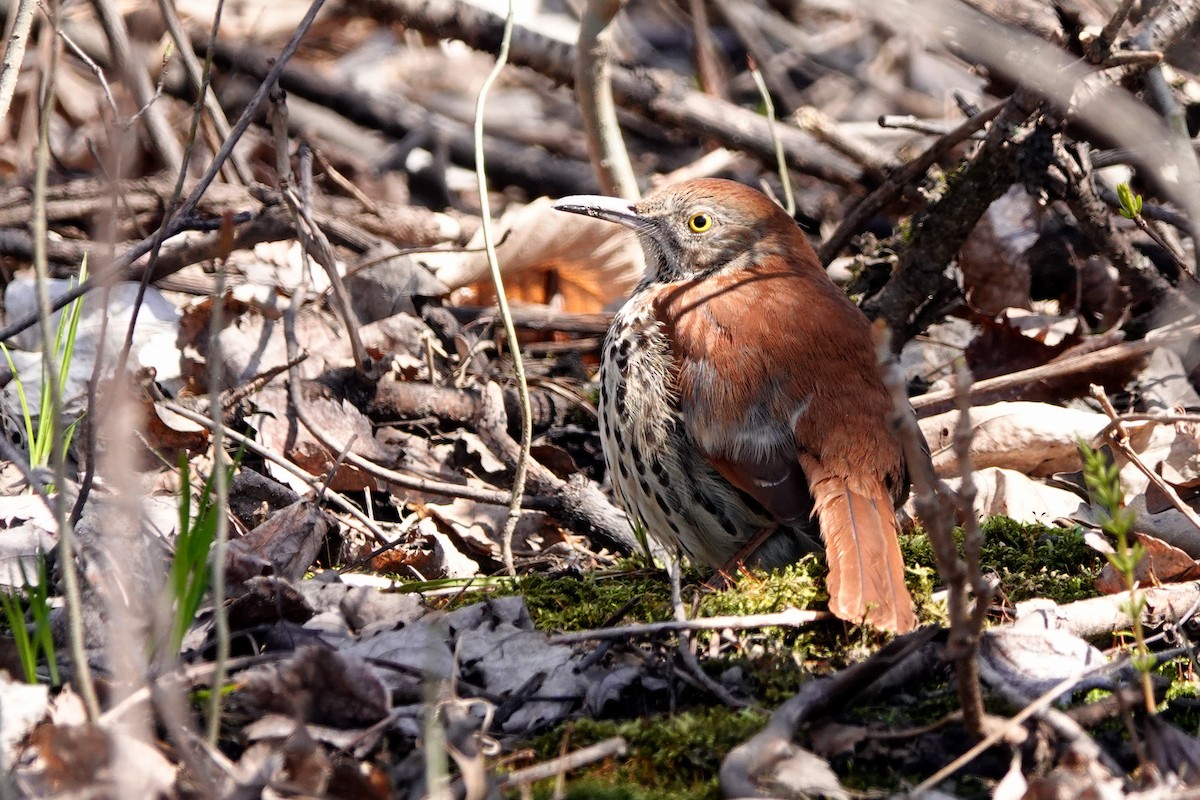 Brown Thrasher - Louise Courtemanche 🦅