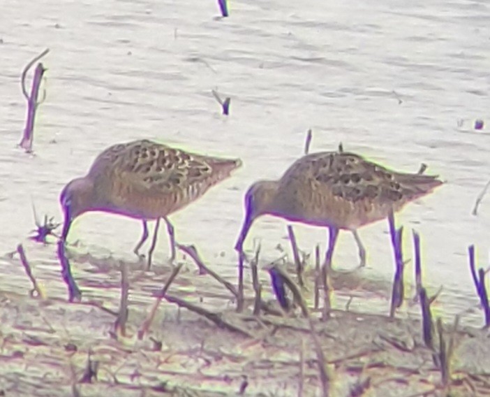 Long-billed Dowitcher - ML617986595