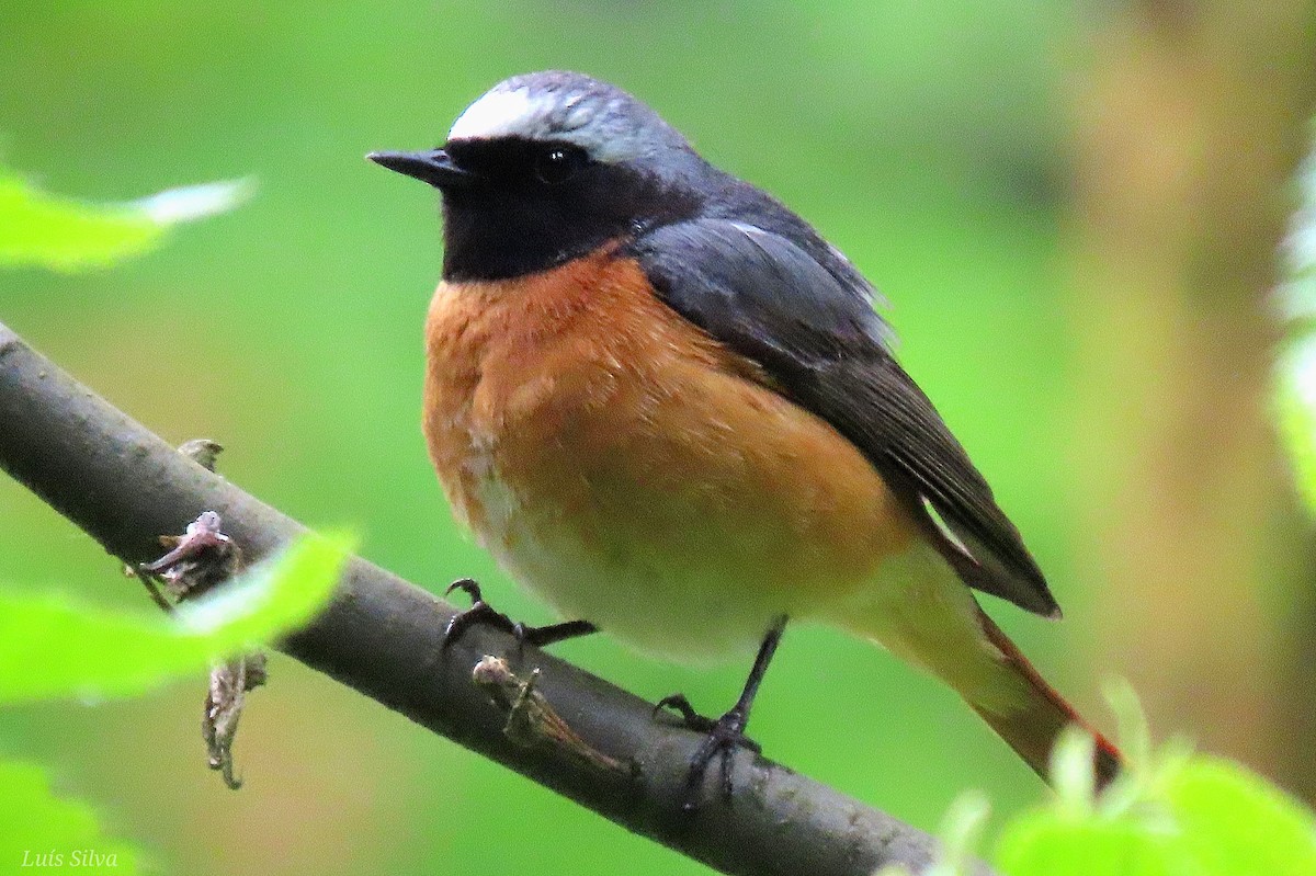 Common Redstart - Luís Manuel Silva