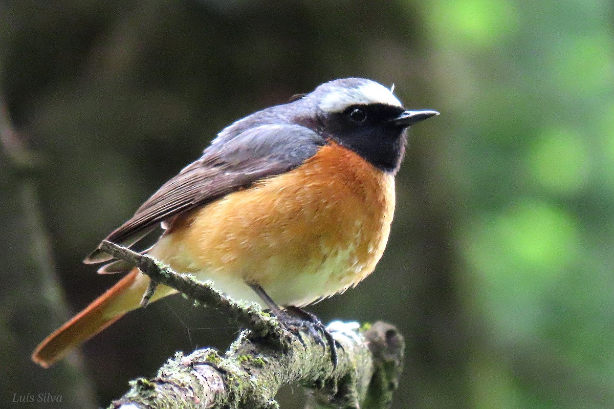 Common Redstart - ML617986625