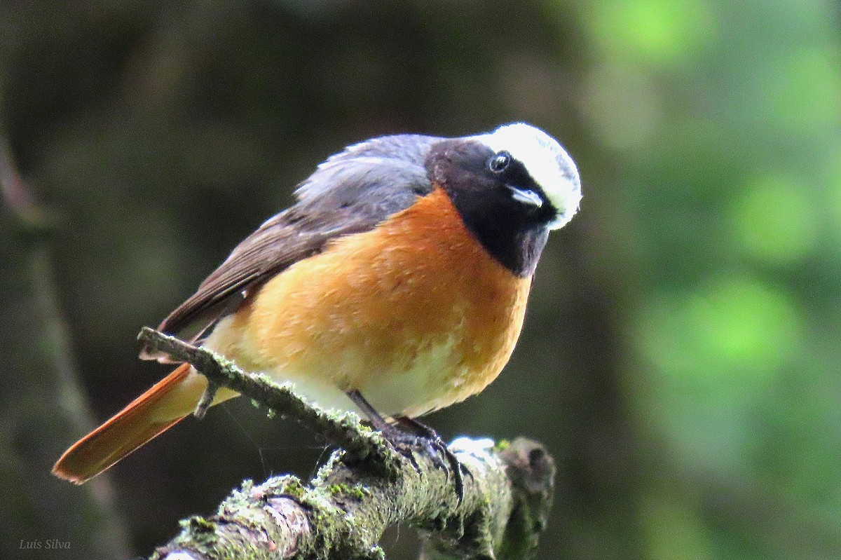 Common Redstart - Luís Manuel Silva