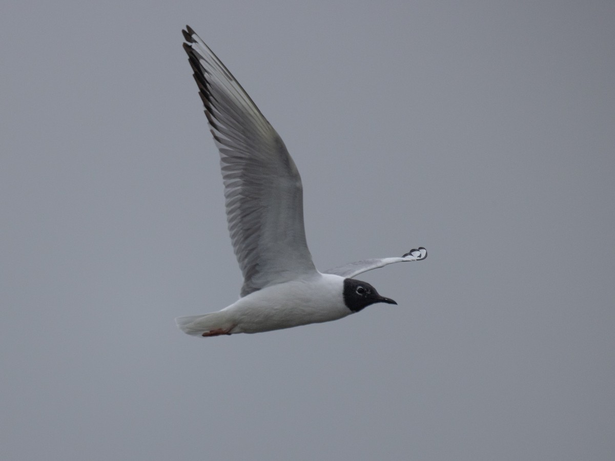 Mouette de Bonaparte - ML617986654