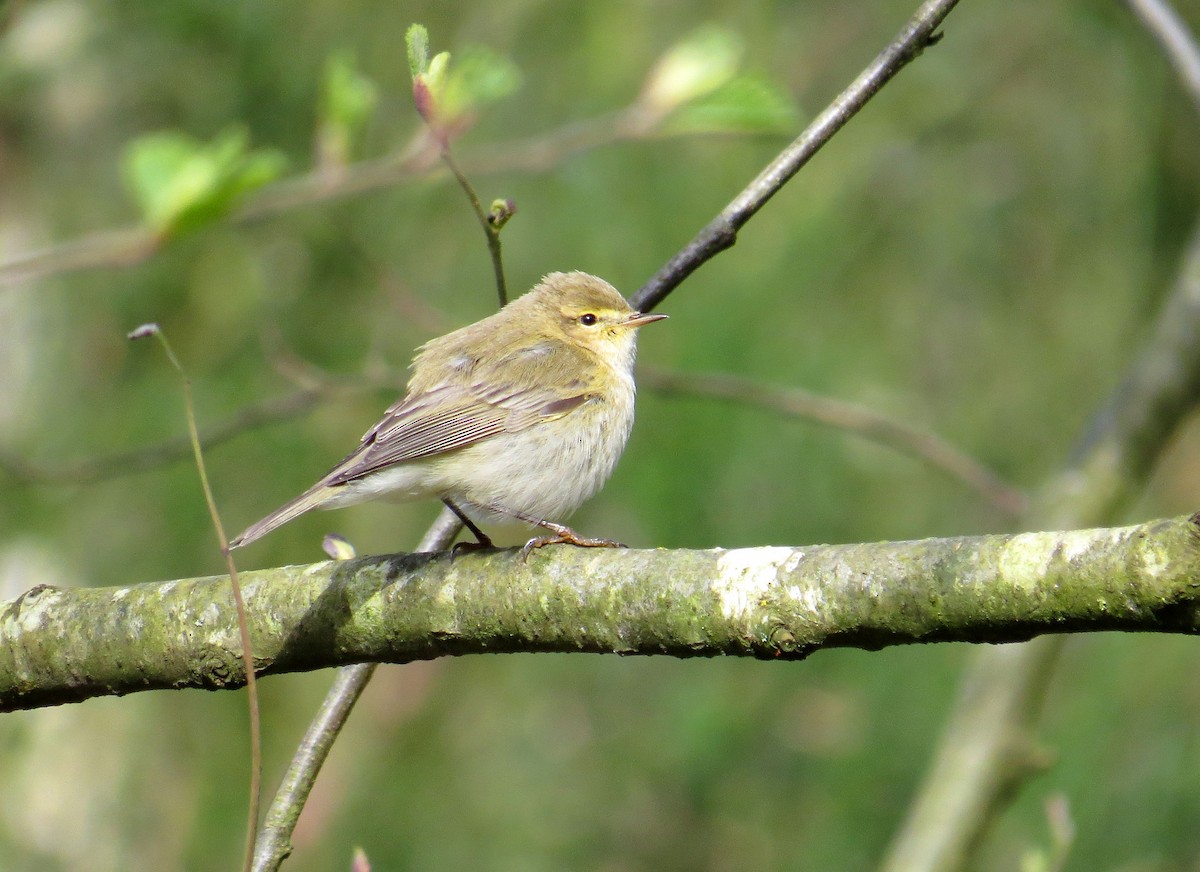 Iberian Chiffchaff - ML617986663