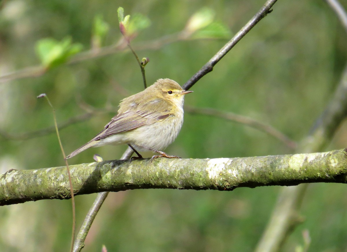 Iberian Chiffchaff - Alex Jones