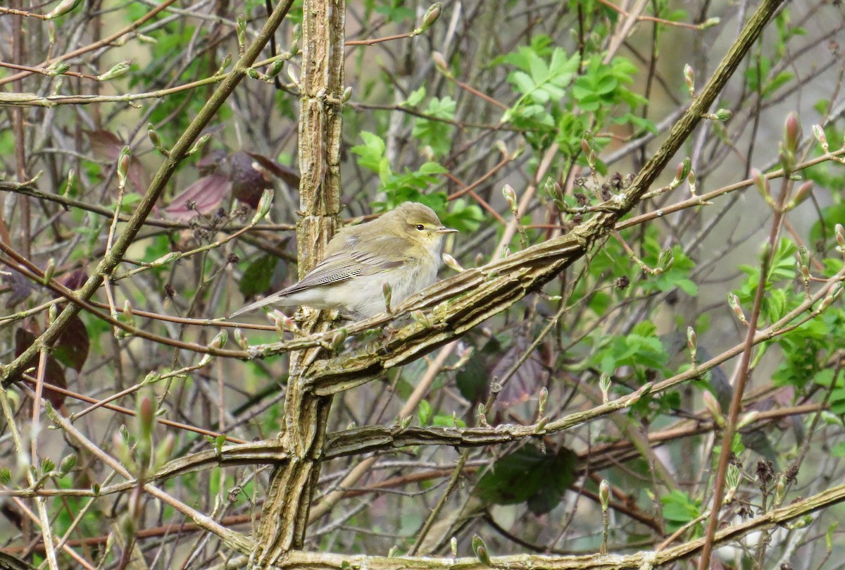 Iberian Chiffchaff - ML617986664