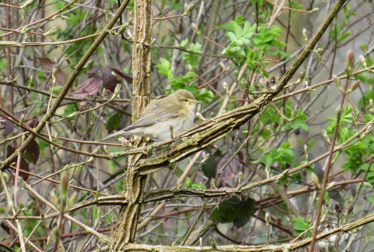 Iberian Chiffchaff - Alex Jones