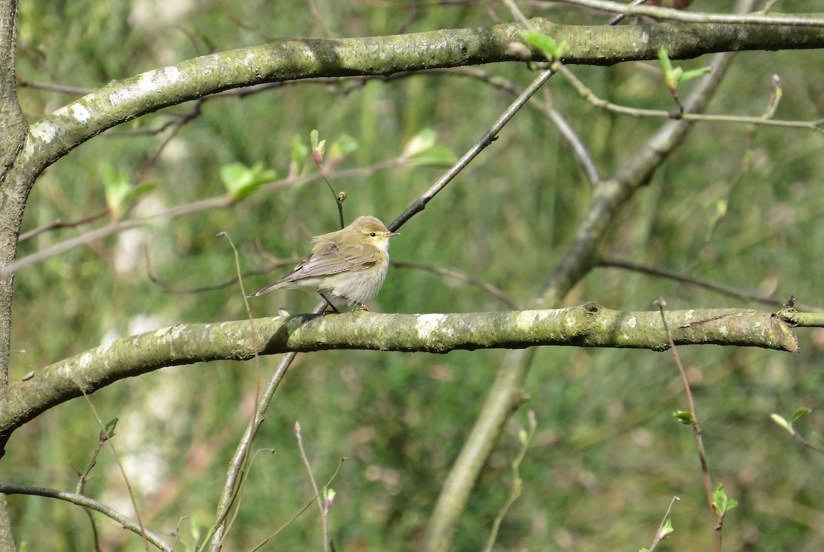 Iberian Chiffchaff - ML617986665