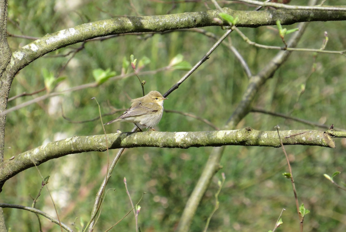 Iberian Chiffchaff - Alex Jones