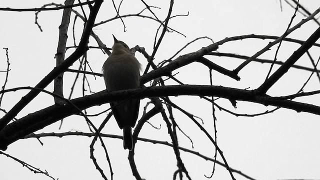 Lucy's Warbler - ML617986673