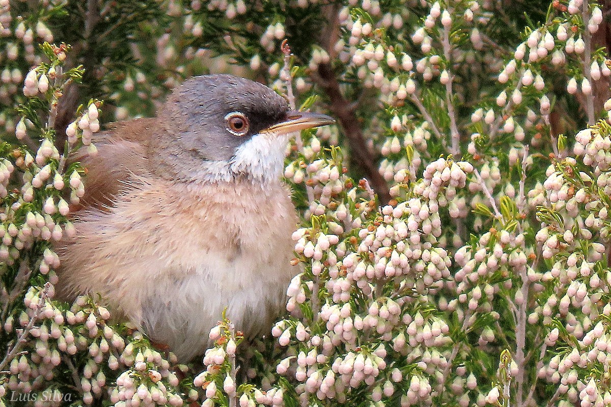 Spectacled Warbler - ML617986688