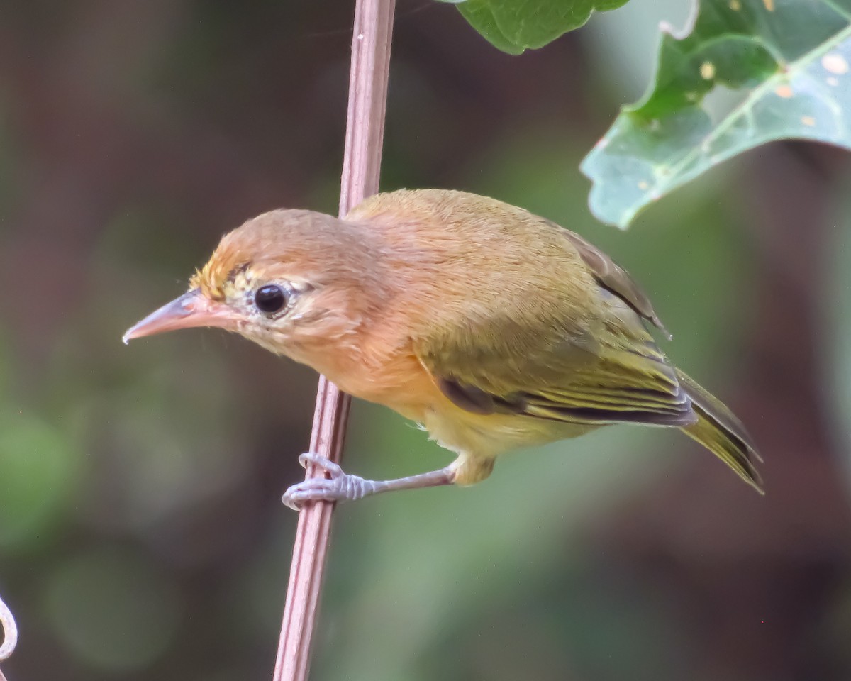 Golden-fronted Greenlet - Pedro Jose Caldera