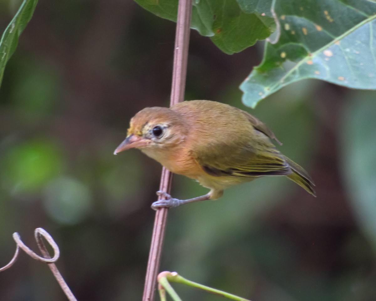 Golden-fronted Greenlet - ML617986757