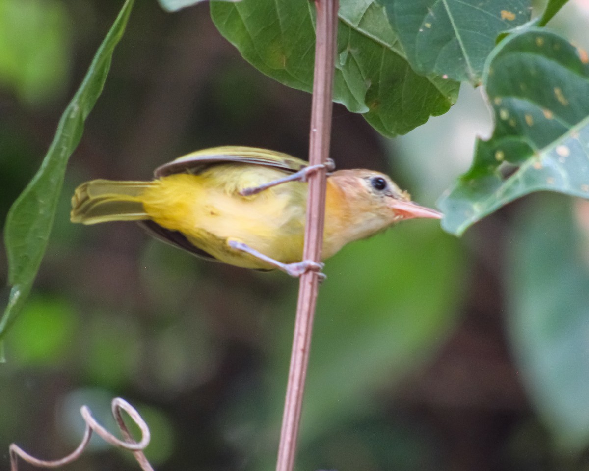 Golden-fronted Greenlet - Pedro Jose Caldera