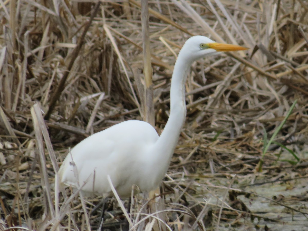 Great Egret - Katie Kozak