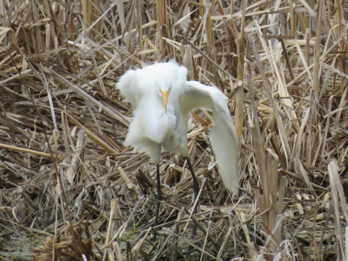 Great Egret - Katie Kozak