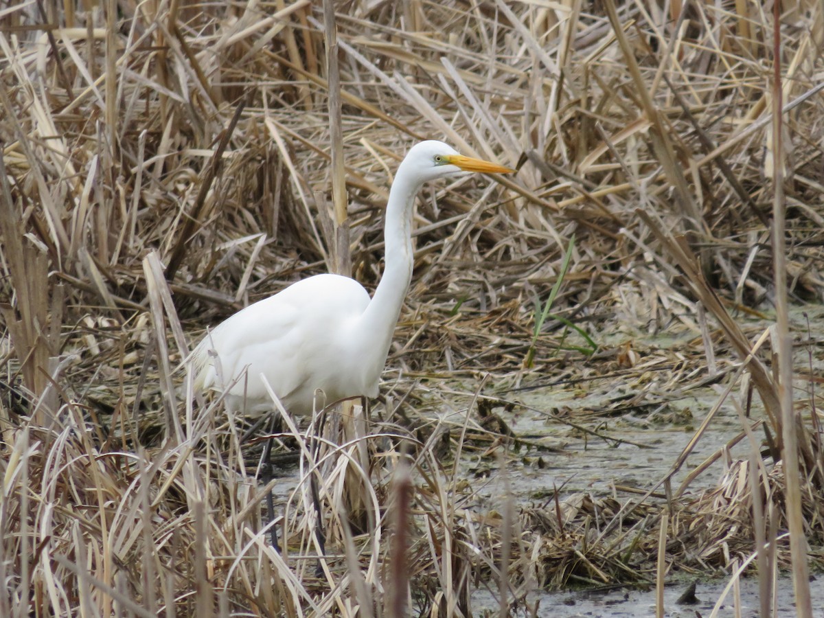 Great Egret - Katie Kozak