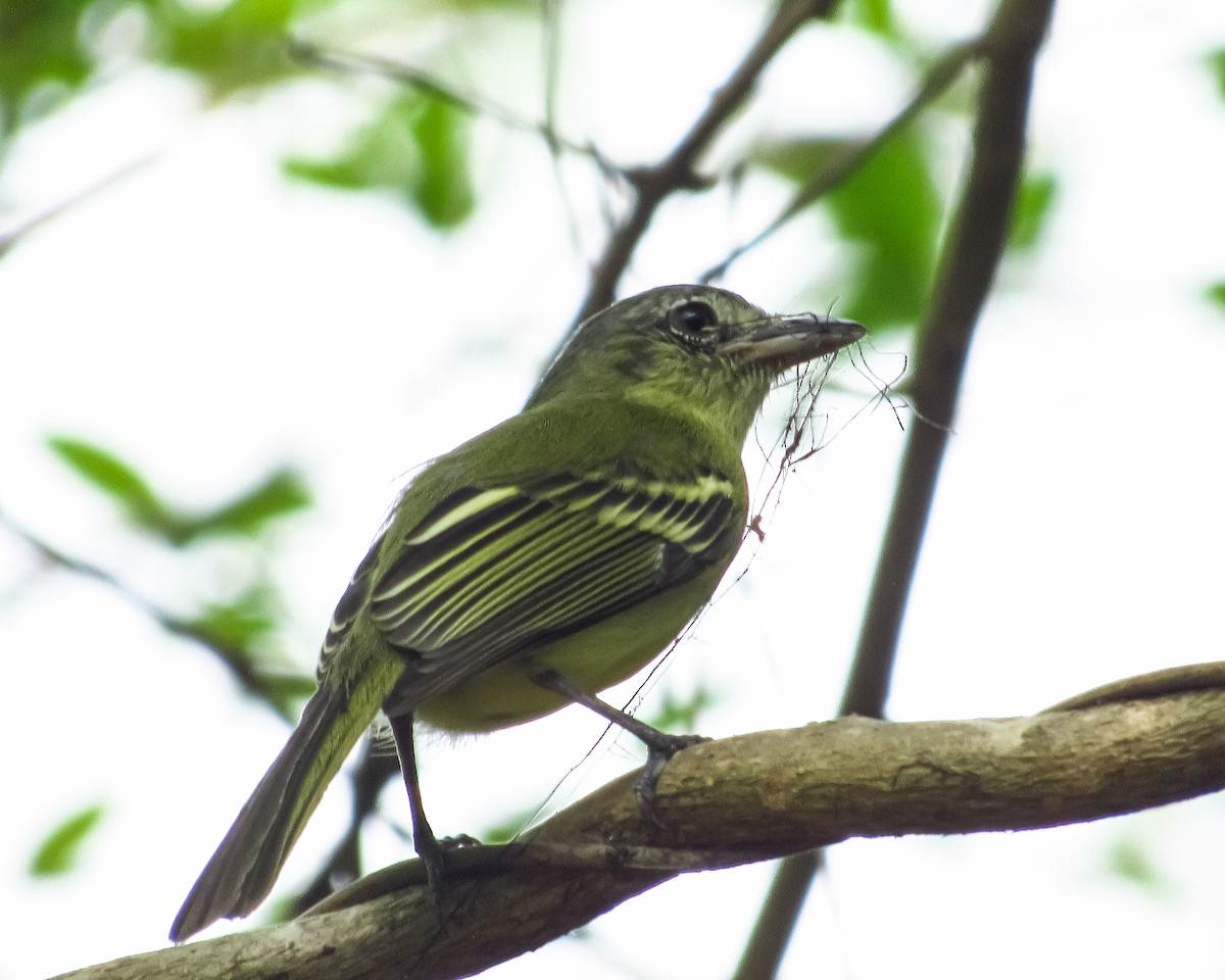 Yellow-olive Flatbill - ML617986789