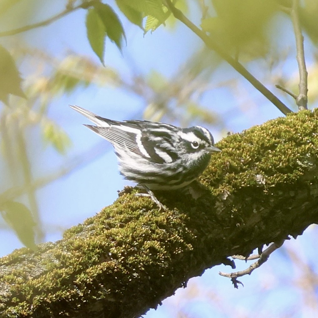 Black-and-white Warbler - ML617986880