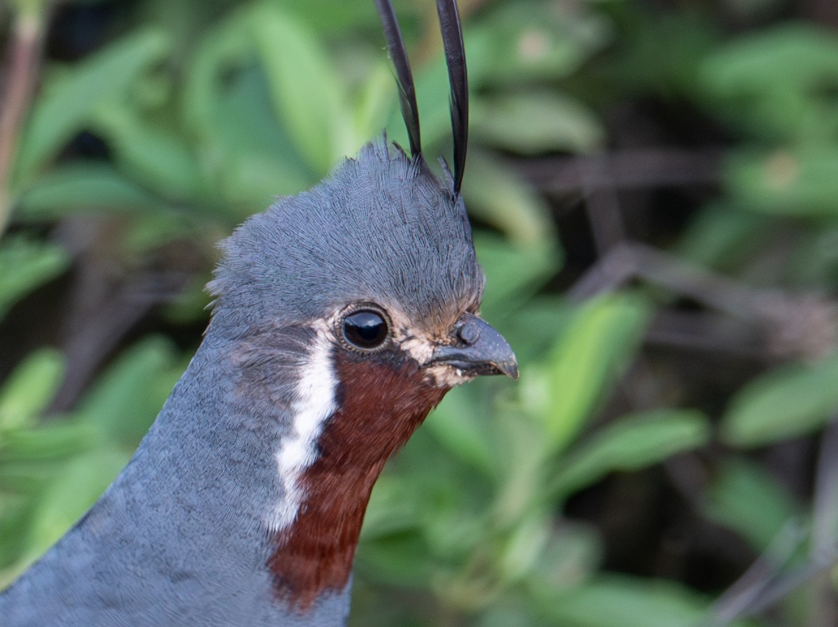 Mountain Quail - Herb Elliott