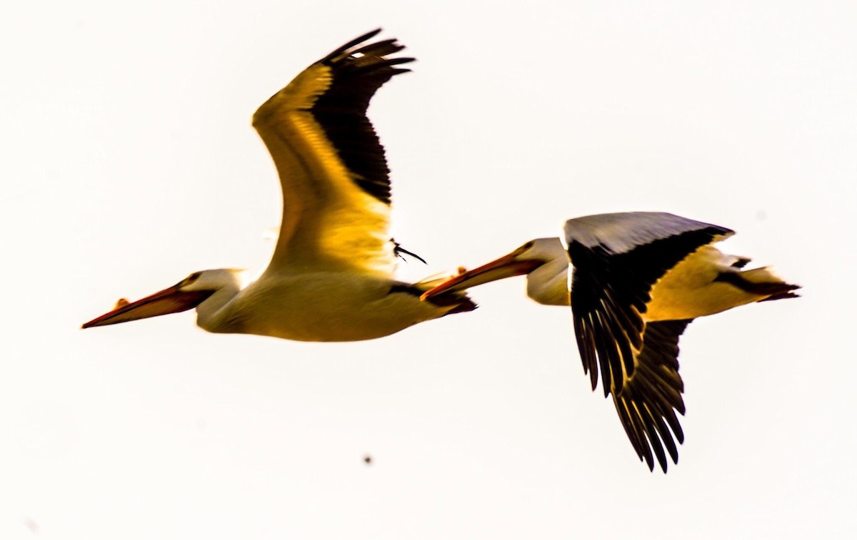 American White Pelican - ML617986924