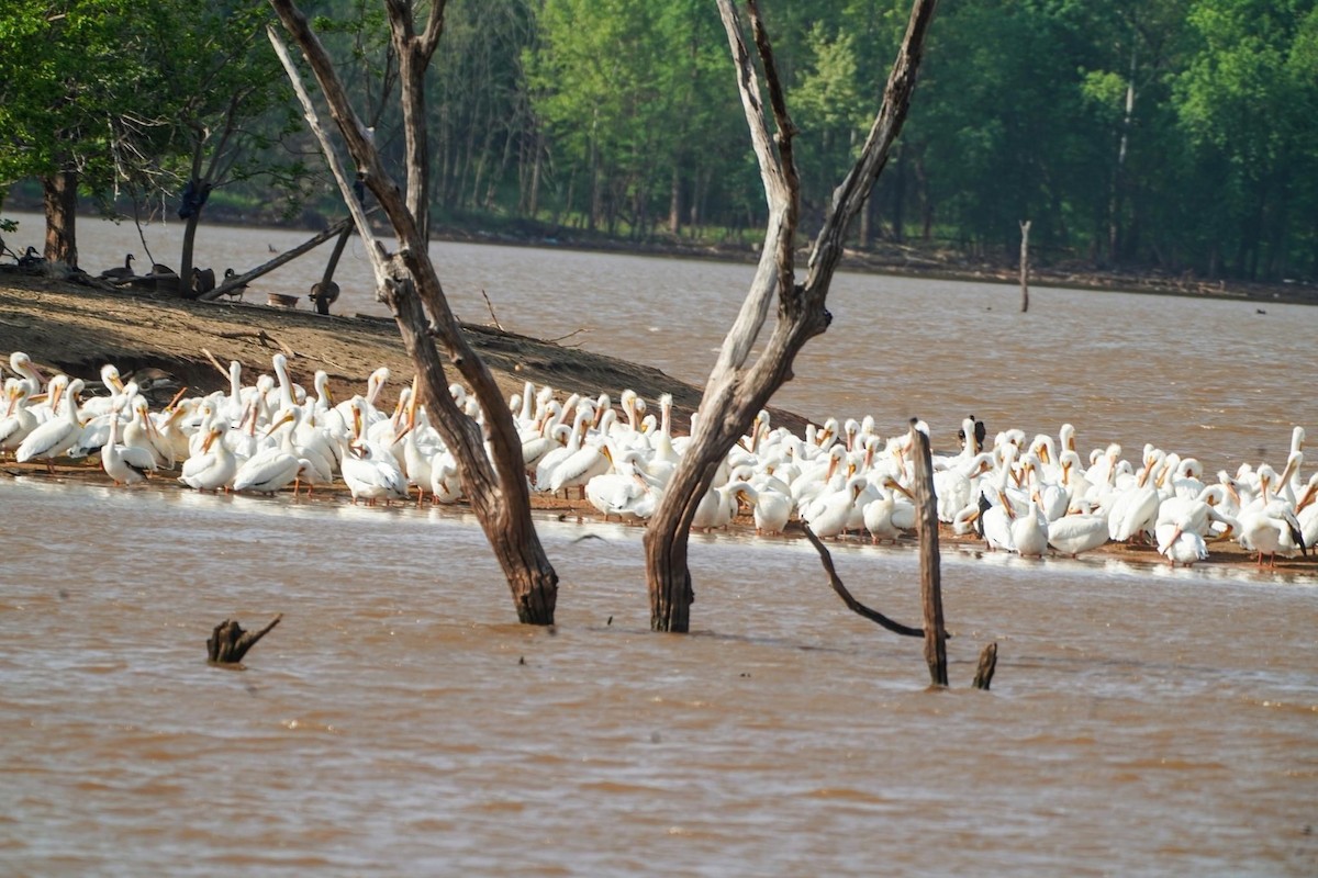 American White Pelican - ML617986925