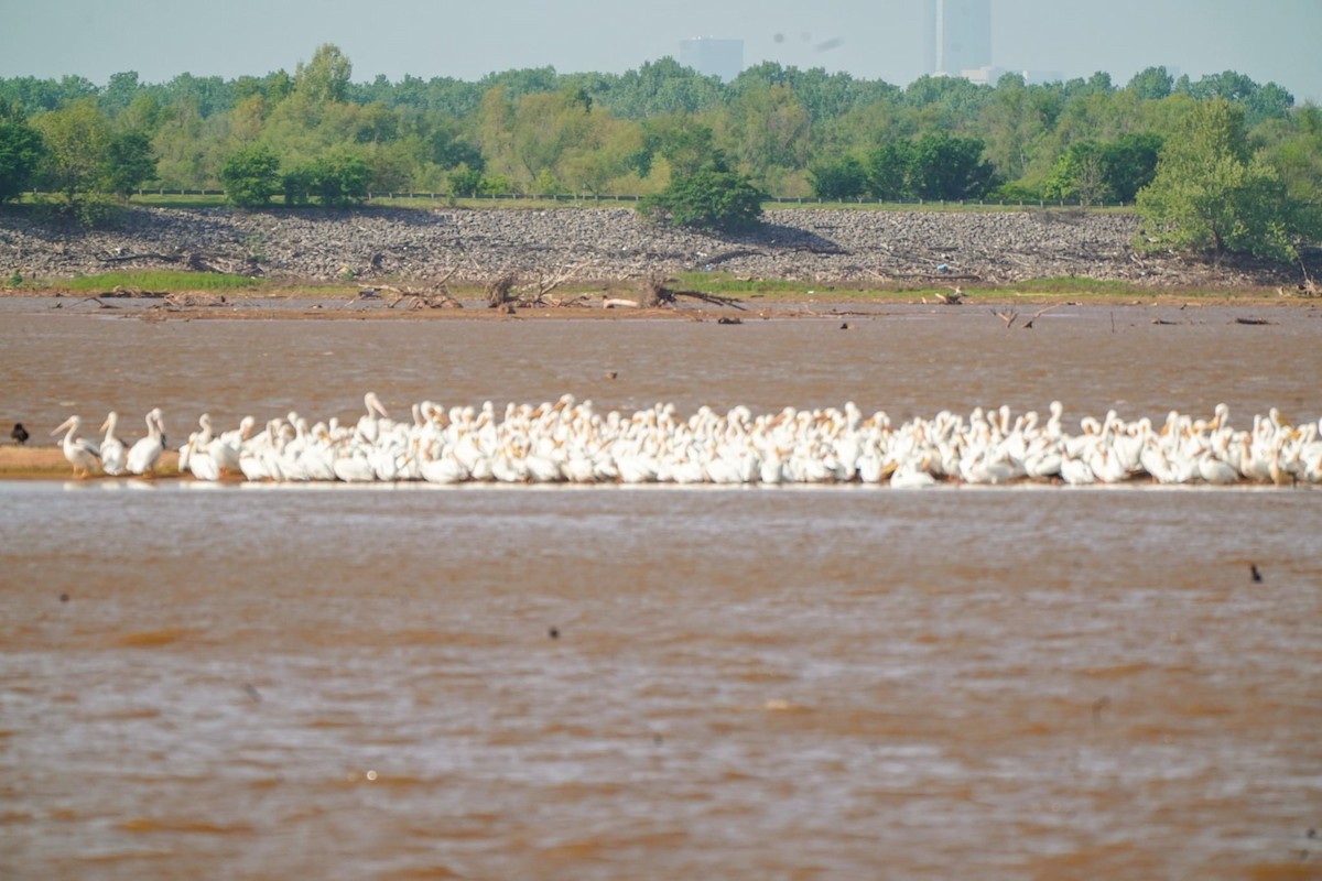 American White Pelican - ML617986927