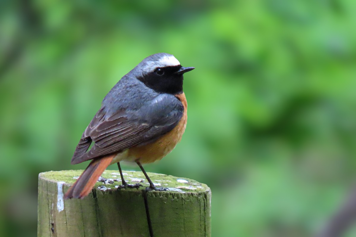 Common Redstart - Dinis Nascimento