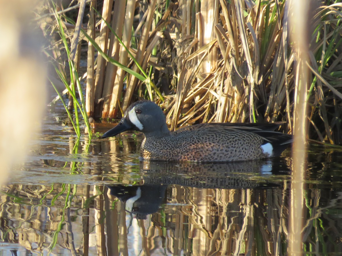 Blue-winged Teal - Katie Kozak