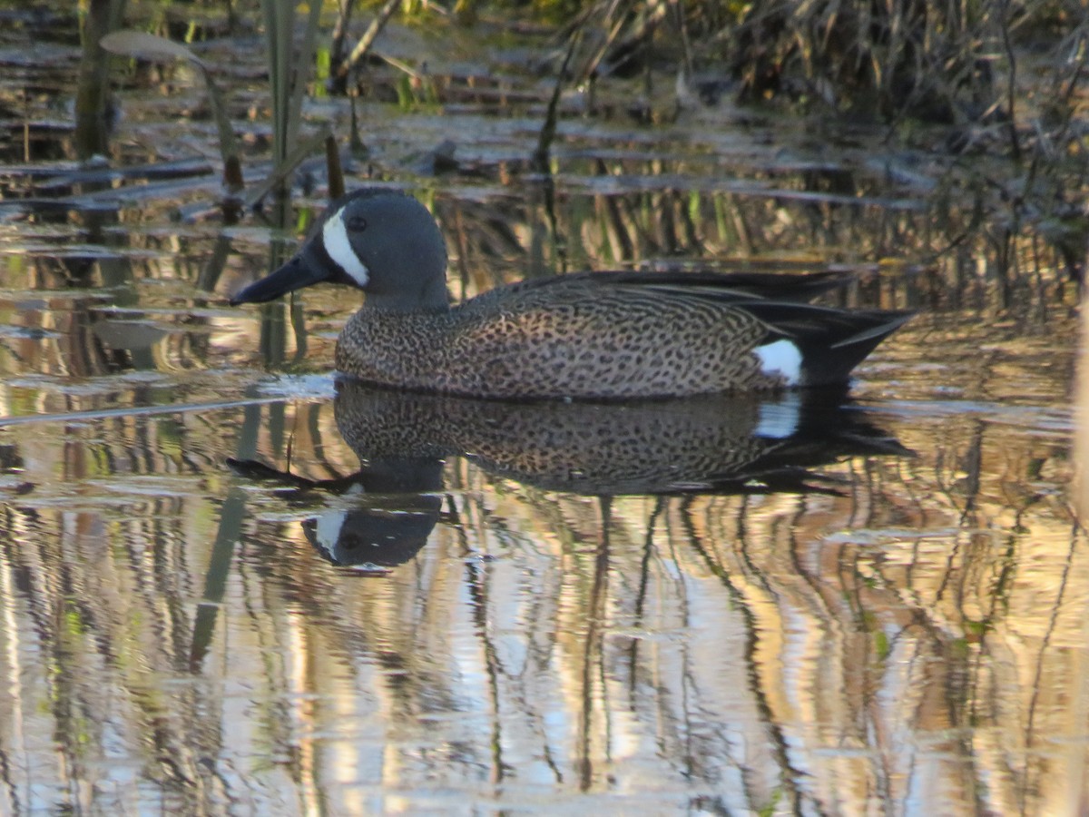 Blue-winged Teal - Katie Kozak