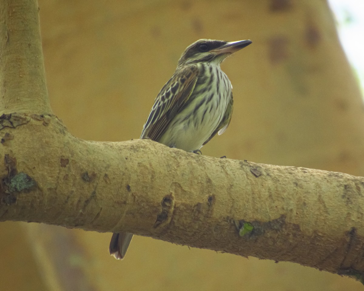 Streaked Flycatcher - ML617986985