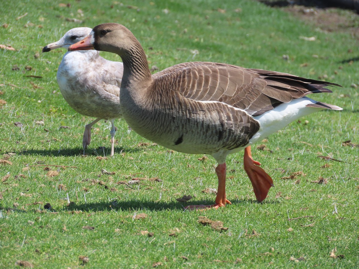 Greater White-fronted Goose - Jan Gaffney