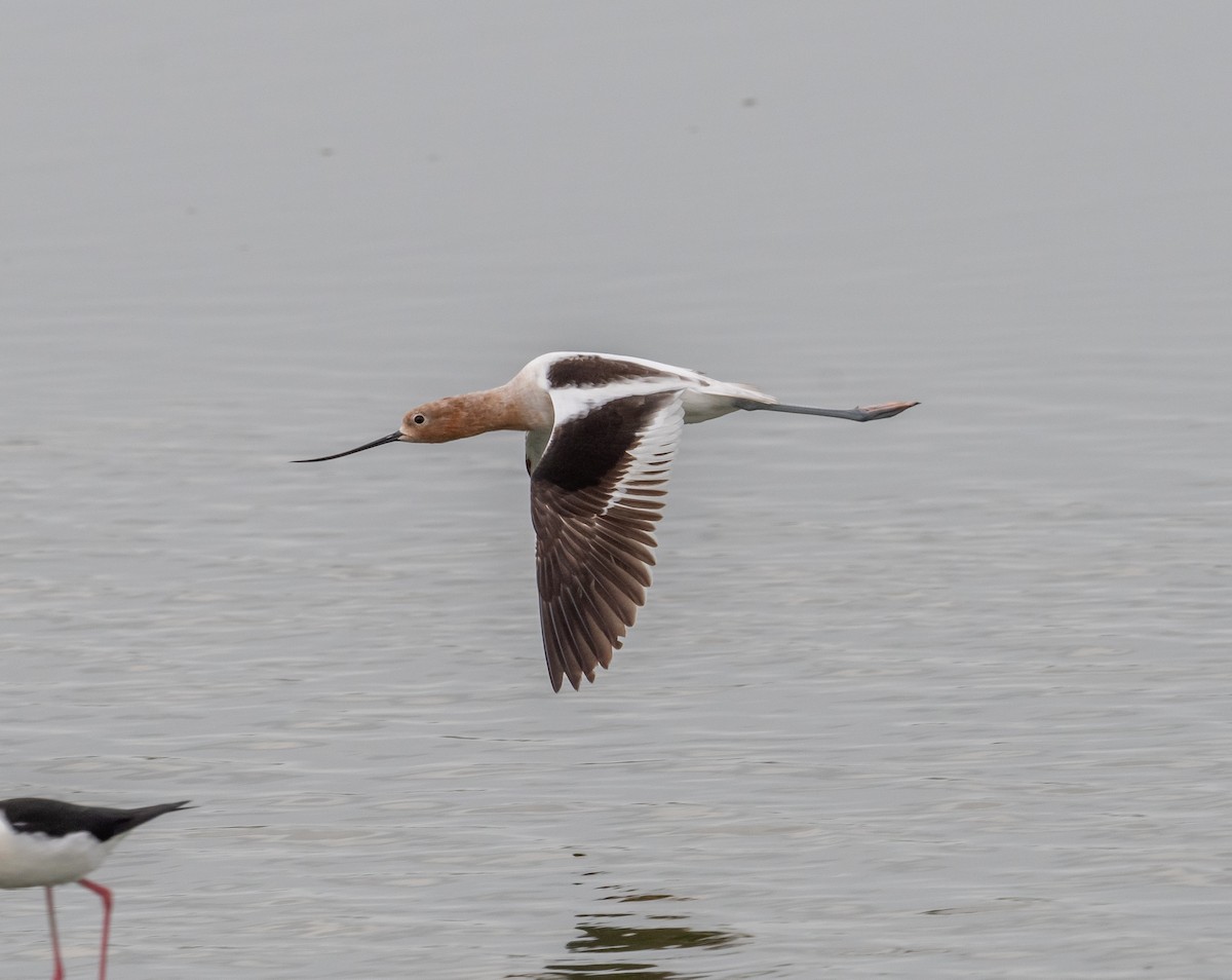 Avocette d'Amérique - ML617987087