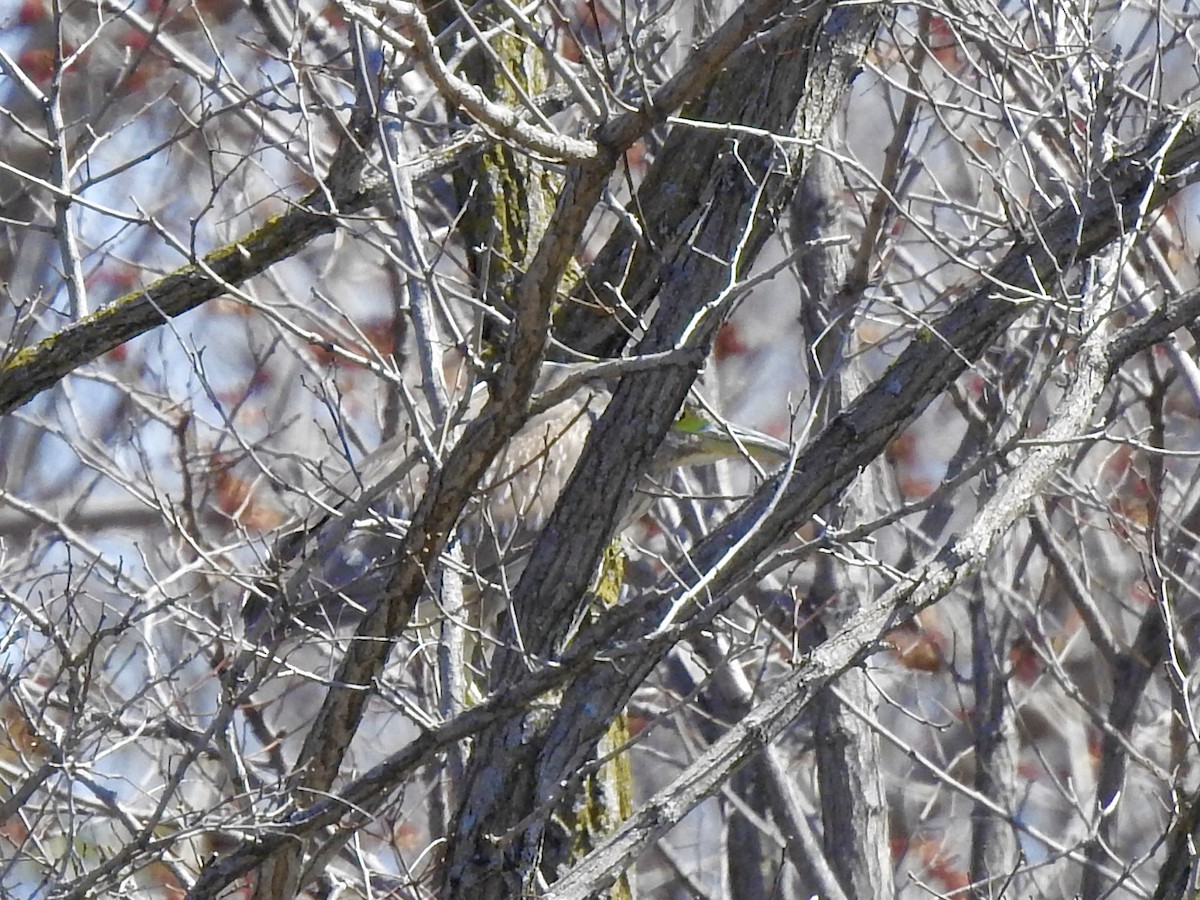 Black-crowned Night Heron - ML617987146