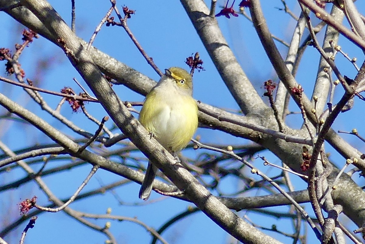 Ak Gözlü Vireo - ML617987160