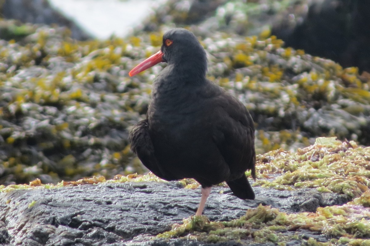 Black Oystercatcher - ML617987183